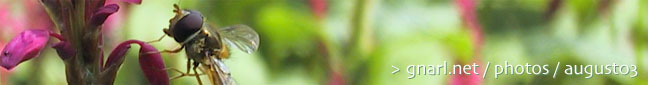 gnarl.net - photos - august03