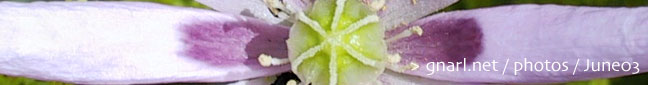 gnarl.net - photos - june03